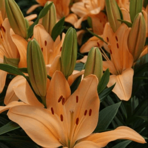 1 gallon - Tiny Moon Asiatic Lily (LILIUM ASIATIC TINY MOON) - 1 gallon - 1 gallon