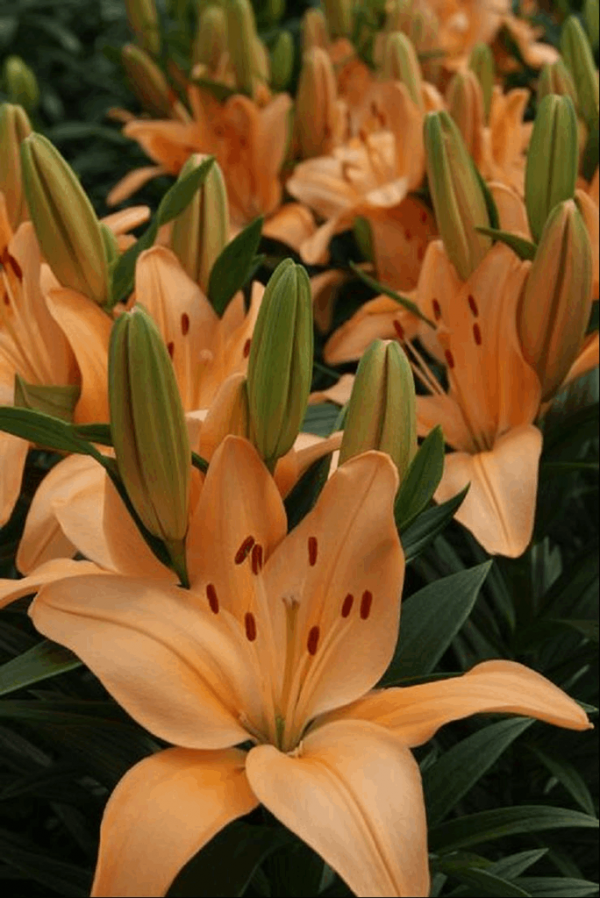 1 gallon - Tiny Moon Asiatic Lily (LILIUM ASIATIC TINY MOON) - 1 gallon - 1 gallon