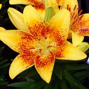1 gallon - Tiny Nugget Asiatic Lily (LILIUM ASIATIC TINY NUGGET) - 1 gallon - 1 gallon