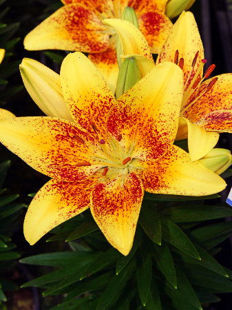 1 gallon - Tiny Nugget Asiatic Lily (LILIUM ASIATIC TINY NUGGET) - 1 gallon - 1 gallon