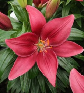1 gallon - Tiny Pearl Asiatic Lily (LILIUM ASIATIC TINY PEARL) - 1 gallon - 1 gallon