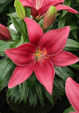 1 gallon - Tiny Pearl Asiatic Lily (LILIUM ASIATIC TINY PEARL) - 1 gallon - 1 gallon