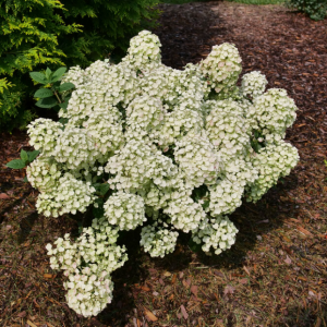 2 gallon - Tiny Quick Fire® Panicle Hydrangea (HYDRANGEA P TINY QUICK FIRE) - 2 gallon - 2 gallon