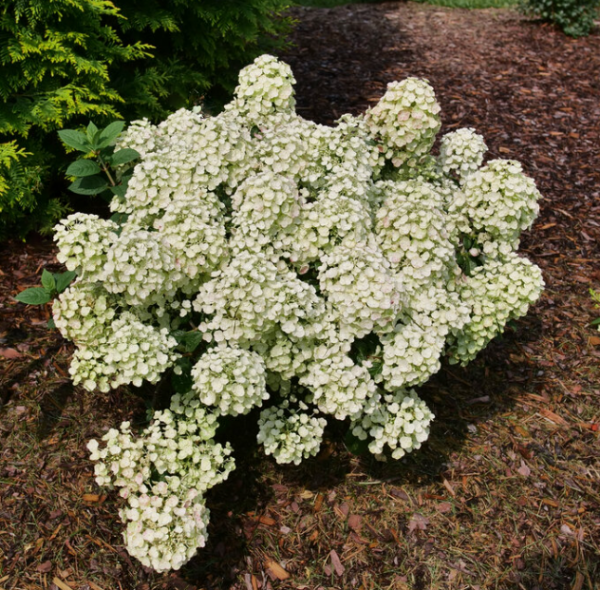 2 gallon - Tiny Quick Fire® Panicle Hydrangea (HYDRANGEA P TINY QUICK FIRE) - 2 gallon - 2 gallon