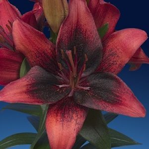 1 gallon - Tiny Shadow Asiatic Lily (LILIUM ASIATIC TINY SHADOW) - 1 gallon - 1 gallon