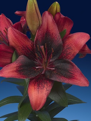 1 gallon - Tiny Shadow Asiatic Lily (LILIUM ASIATIC TINY SHADOW) - 1 gallon - 1 gallon