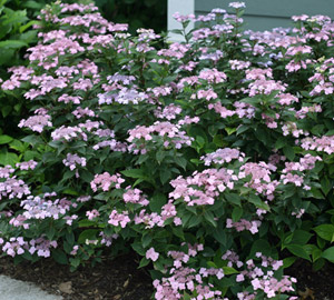 3 gallon - Tiny Tuff Stuff™ Mountain Hydrangea (HYDRANGEA S TINY TUFF STUFF) - 3 gallon - 3 gallon