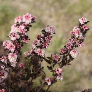 2 gallon 15" - Tiny Wine® Ninebark (PHYSOCARPUS O. TINY WINE) - 2 gallon 15" - 2 gallon 15"