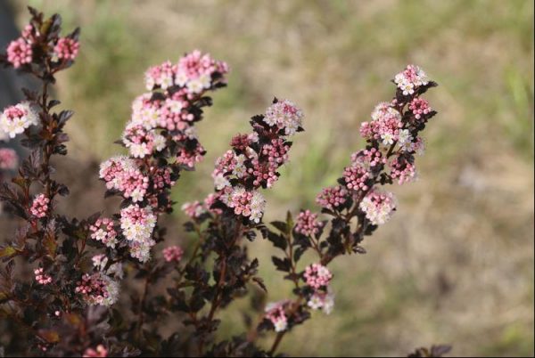 2 gallon 15" - Tiny Wine® Ninebark (PHYSOCARPUS O. TINY WINE) - 2 gallon 15" - 2 gallon 15"