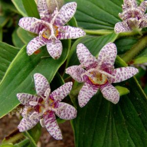 1 gallon - Toad Lily (TRICYRTIS F. SAMURAI) - 1 gallon - 1 gallon