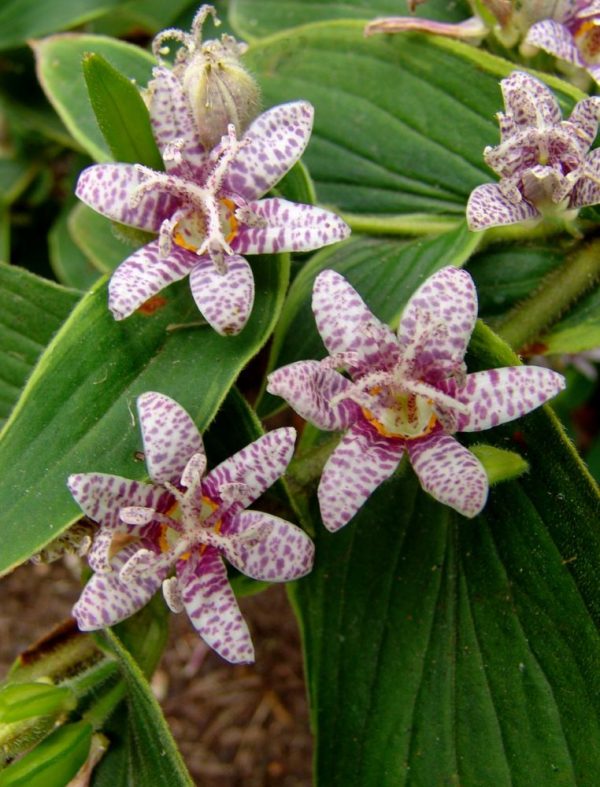 1 gallon - Toad Lily (TRICYRTIS F. SAMURAI) - 1 gallon - 1 gallon