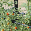 Tomato Crop Booster with Cover - Image 2