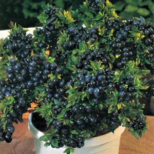 1 gallon 8" - Top Hat Blueberry (VACCINIUM TOP HAT) - 1 gallon 8" - 1 gallon 8"
