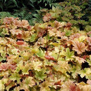 1 gallon - Topaz Jazz Coral Bells (HEUCHERA TOPAZ JAZZ) - 1 gallon - 1 gallon