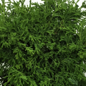 3 gallon 15" - Torulosa Hinoki Falsecypress (CHAM. OBTUSA TORULOSA) - 3 gallon 15" - 3 gallon 15"