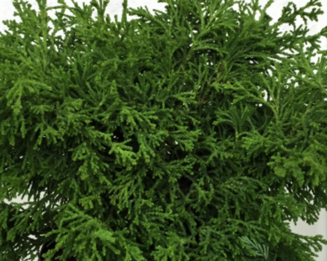 3 gallon 15" - Torulosa Hinoki Falsecypress (CHAM. OBTUSA TORULOSA) - 3 gallon 15" - 3 gallon 15"