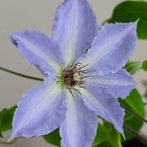 1 gallon - Tranquilite™ Clematis (Clematis “EVIPO103’) - 1 gallon - 1 gallon