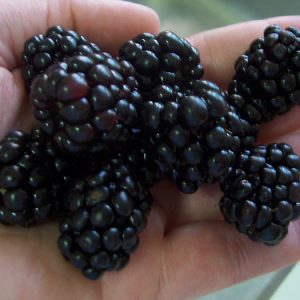 1 gallon 10" - Triple Crown Thornless Blackberry (RUBUS SP. TRIPLE CROWN) - 1 gallon 10" - 1 gallon 10"