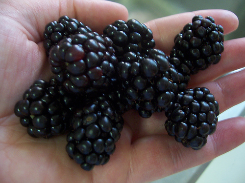 1 gallon 10" - Triple Crown Thornless Blackberry (RUBUS SP. TRIPLE CROWN) - 1 gallon 10" - 1 gallon 10"