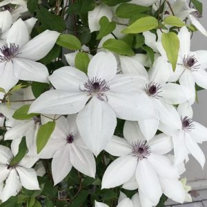 1 gallon - Tsukiko™ Clematis (CLEMATIS TSUKIKO) - 1 gallon - 1 gallon