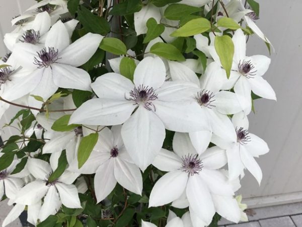 1 gallon - Tsukiko™ Clematis (CLEMATIS TSUKIKO) - 1 gallon - 1 gallon
