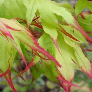3 gallon 18-24" - Tsuma Gaki Japanese Maple (ACER PA. TSUMA GAKI) - 3 gallon 18-24" - 3 gallon 18-24"