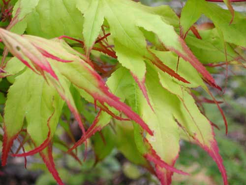 3 gallon 18-24" - Tsuma Gaki Japanese Maple (ACER PA. TSUMA GAKI) - 3 gallon 18-24" - 3 gallon 18-24"