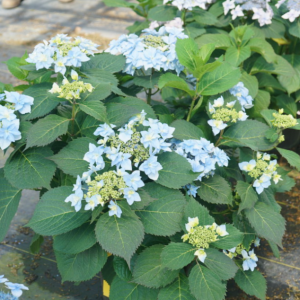 3 gallon - Tuff Stuff Ah-Ha® Reblooming Mountain Hydrangea (HYDRANGEA S TUFF STUFF AH-HA) - 3 gallon - 3 gallon