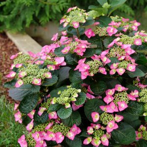3 gallon - Tuff Stuff Top Fun® Reblooming Mountain Hydrangea (HYDRANGEA S TUFF STUFF TOP FUN) - 3 gallon - 3 gallon