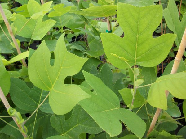3 gallon - Tuliptree (LIRIODENDRON TULIPIFERA) - 3 gallon - 3 gallon