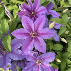1 gallon - Tumaini™ Clematis (CLEMATIS TUMAINI) - 1 gallon - 1 gallon