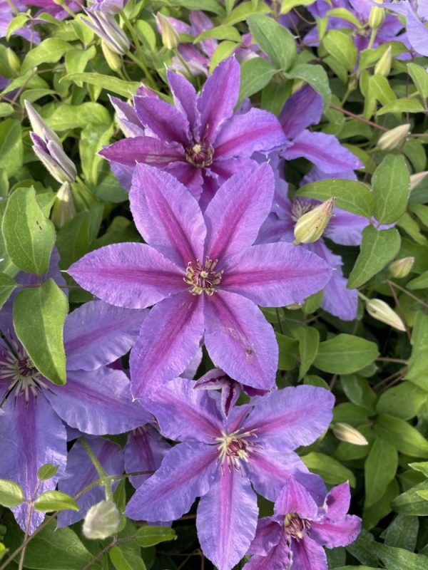 1 gallon - Tumaini™ Clematis (CLEMATIS TUMAINI) - 1 gallon - 1 gallon