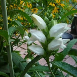 1 gallon - Turtlehead (CHELONE GLABRA) - 1 gallon - 1 gallon