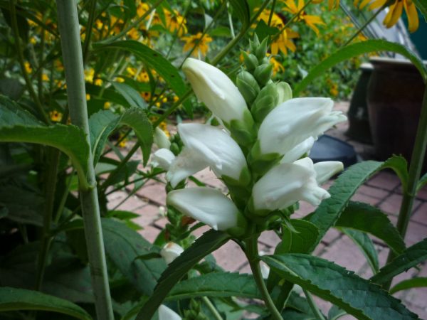 1 gallon - Turtlehead (CHELONE GLABRA) - 1 gallon - 1 gallon