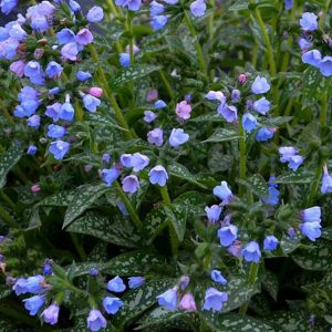 1 gallon - Twinkle Toes Lungwort (PULMONARIA TWINKLE TOES) - 1 gallon - 1 gallon