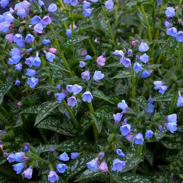 1 gallon - Twinkle Toes Lungwort (PULMONARIA TWINKLE TOES) - 1 gallon - 1 gallon