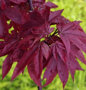 3 gallon 30" - Twombly’s Red Sentinel Maple (ACER PA. TWOMBLYS RED SENTINEL) - 3 gallon 30" - 3 gallon 30"