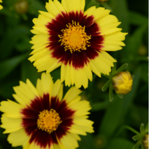 1 gallon - Uptick® Yellow and Red Tickseed (COREOPSIS ‘BALUPTOWED’) - 1 gallon - 1 gallon
