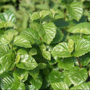 VIBURNUM B. 'ALL THAT GLOWS'  G3 18" PW