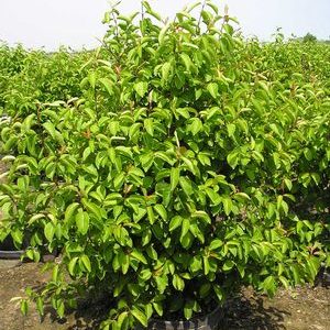 VIBURNUM PR. 'SUMMER MAGIC'  G3 15"