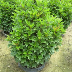 VIBURNUM TRILOBUM COMPACTA  G3 18"