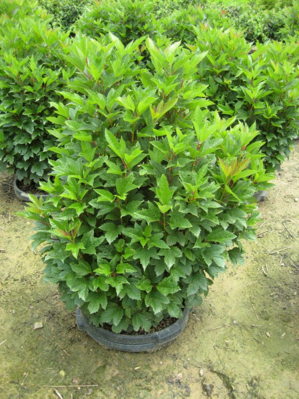 VIBURNUM TRILOBUM COMPACTA  G3 18"