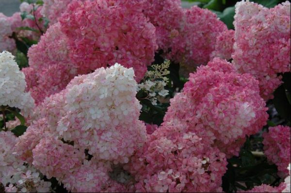 3 gallon - Vanilla Strawberry™ Hydrangea (HYDRANGEA P VAN STRAWBERRY) - 3 gallon - 3 gallon