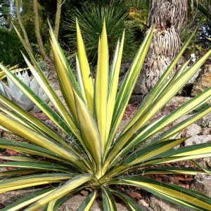 2 gallon - Variegated Adam's Needle (YUCCA FILAMENTOSA COLOR GUARD) - 2 gallon - 2 gallon