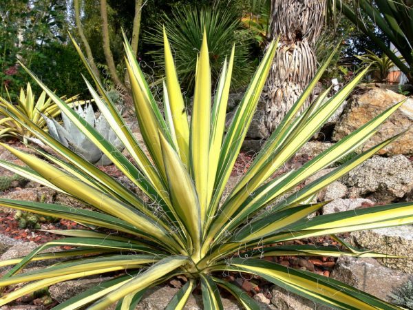 2 gallon - Variegated Adam's Needle (YUCCA FILAMENTOSA COLOR GUARD) - 2 gallon - 2 gallon