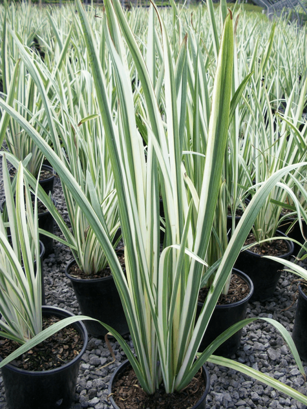 1 gallon - Variegated Japanese Iris (IRIS ENSATA VARIEGATA) - 1 gallon - 1 gallon