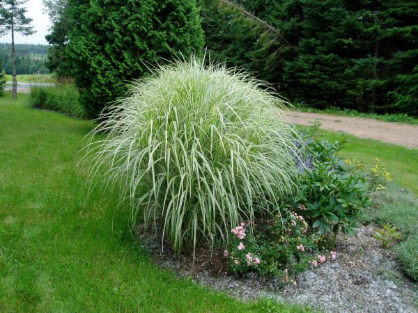 1 gallon - Variegated Maiden Grass (GRASS - M. S. VARIEGATUS) - 1 gallon - 1 gallon
