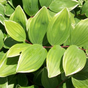 1 gallon - Variegated Solomon's Seal (POLYGONATUM ODORATUM VARIEGATUM) - 1 gallon - 1 gallon