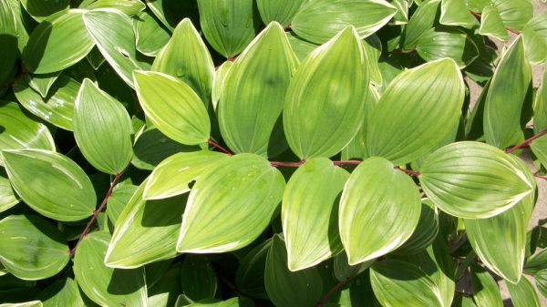 1 gallon - Variegated Solomon's Seal (POLYGONATUM ODORATUM VARIEGATUM) - 1 gallon - 1 gallon