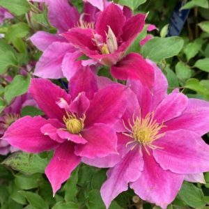 1 gallon - Vicki™ Clematis (CLEMATIS VICKI) - 1 gallon - 1 gallon